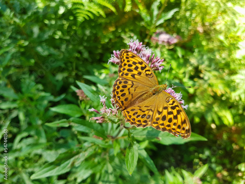 Tagfalter auf einer Blüte