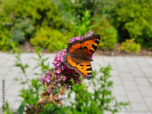 Tagfalter auf einer Blüte