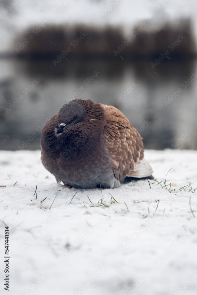 dove in the snow, fluffed up from the cold