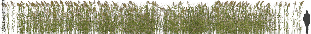 tall reed grass arch viz hq cutout - obrazy, fototapety, plakaty 