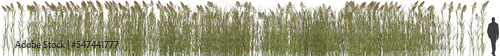 tall reed grass arch viz hq cutout