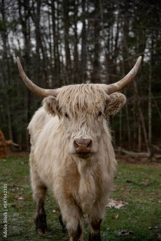 Highland cows grazing Highland cows grazing