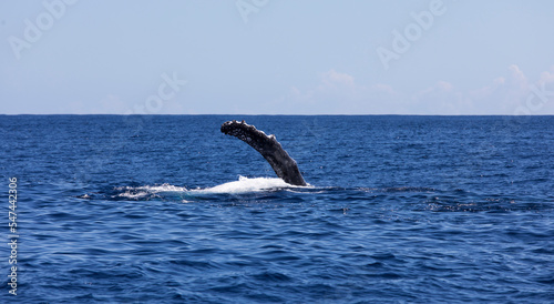 View of swimming whale