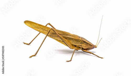 Neoconocephalus triops, the broad tipped conehead, is a species of Conocephalus fuscus in the family Tettigoniidae isolated on white background