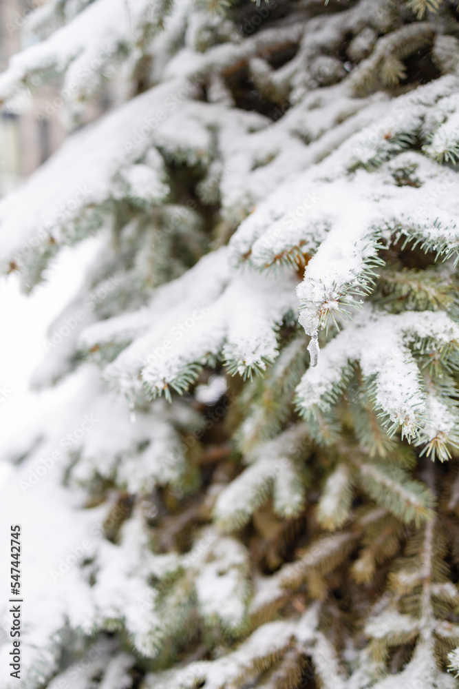 Green pine branch tree covered with snow and ice.