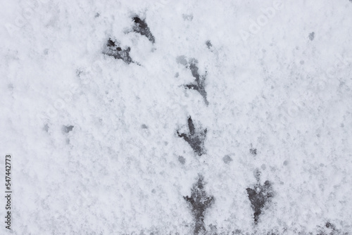 Detailed birDetailed bird traces in fresh snow.d traces in fresh snow. © Mykola