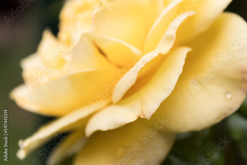 yellow prize rose in full bloom out in the green garden