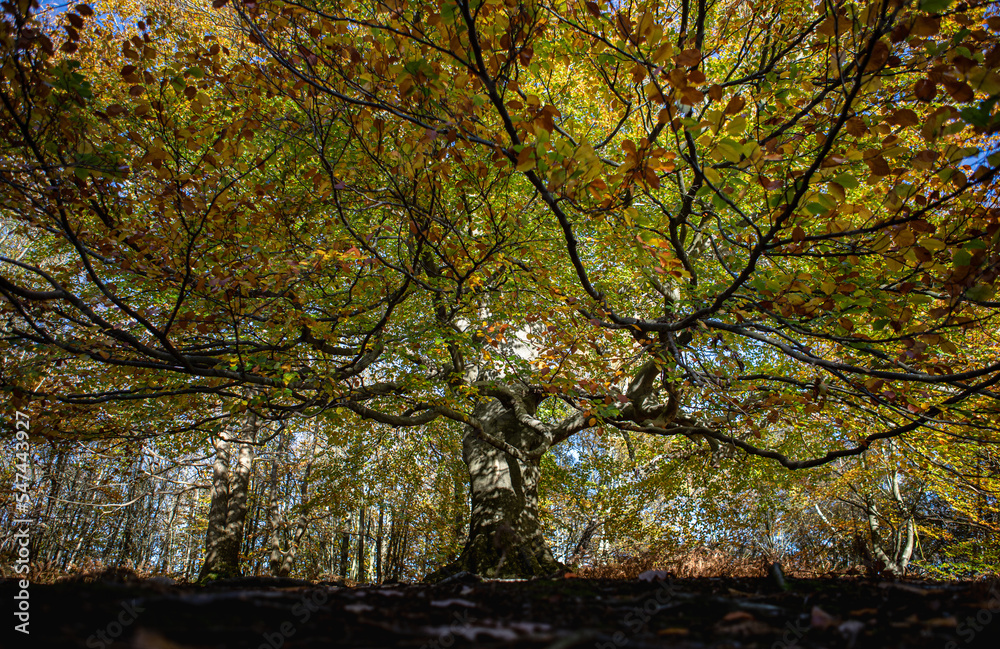 autumn woodlands