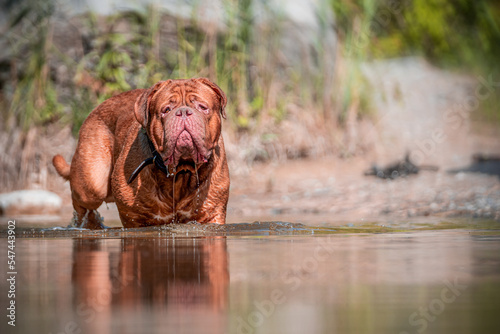 Wallpaper Mural French Mastiff by the water Torontodigital.ca