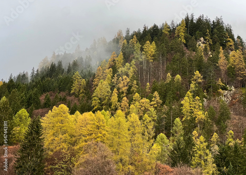 Magical late autumn colors in the mixed mountain forest at the foot of the mountains above the Taminatal river valley and in the massif of the Swiss Alps, Vättis - Canton of St. Gallen, Switzerland