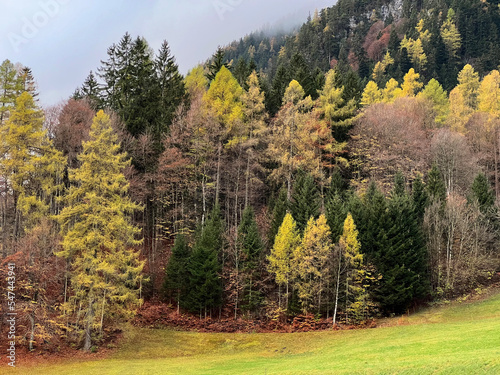 Magical late autumn colors in the mixed mountain forest at the foot of the mountains above the Taminatal river valley and in the massif of the Swiss Alps, Vättis - Canton of St. Gallen, Switzerland