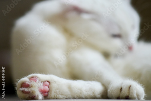 White Scottish fold kitten with blue eyes details  © Orhan Çam