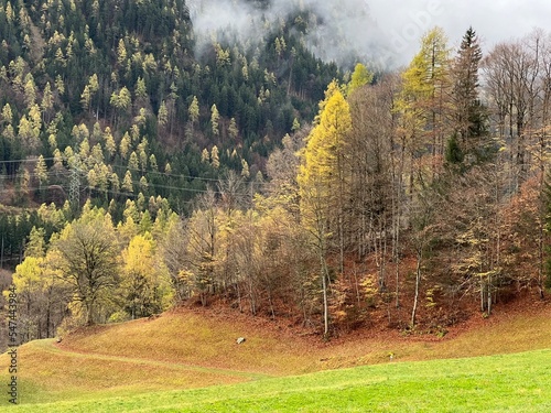 Magical late autumn colors in the mixed mountain forest at the foot of the mountains above the Taminatal river valley and in the massif of the Swiss Alps, Vättis - Canton of St. Gallen, Switzerland photo