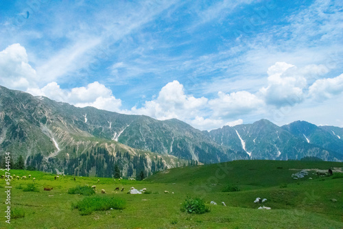 meadow in the mountains