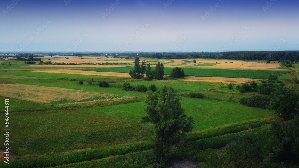 Fototapeta premium landscape with field and blue sky