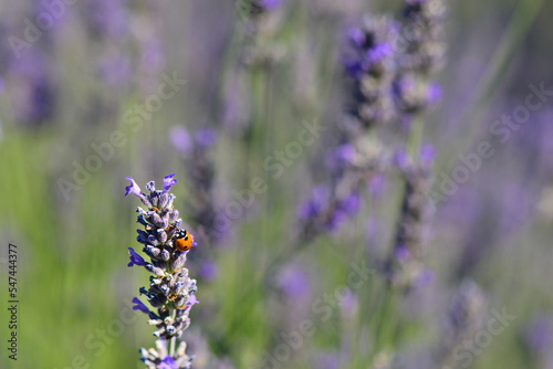 Lavender garden and ladybug 