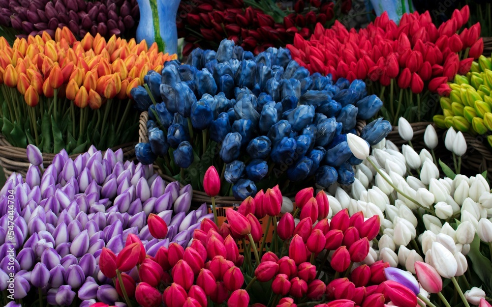 tulips in spring tulips in spring