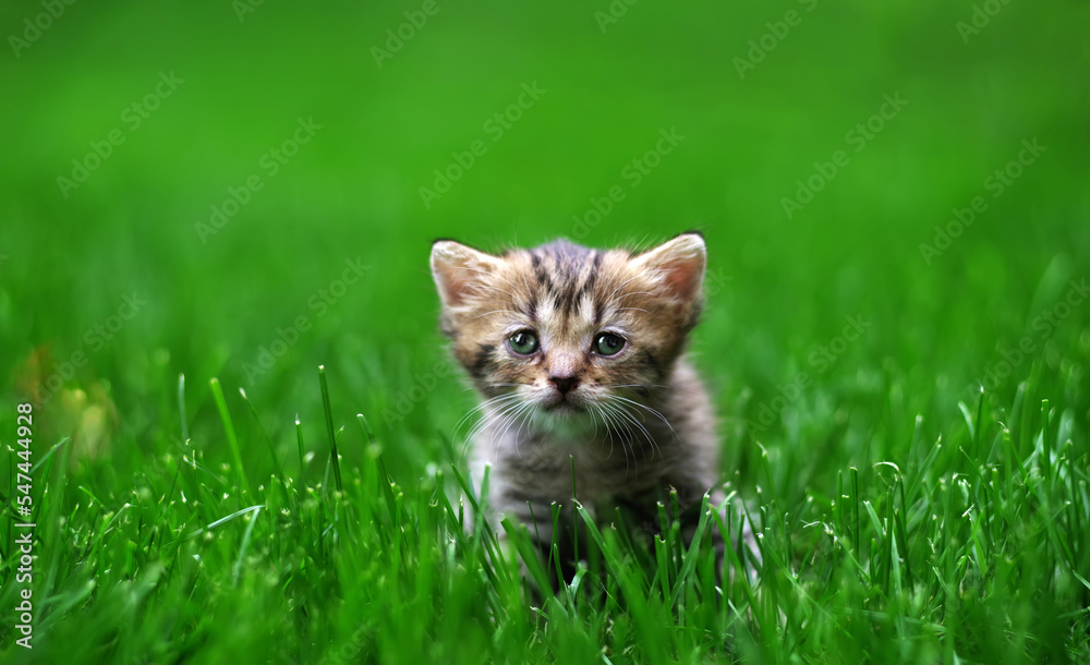 A small fluffy kitten sits in the green grass. Selective focus.  .