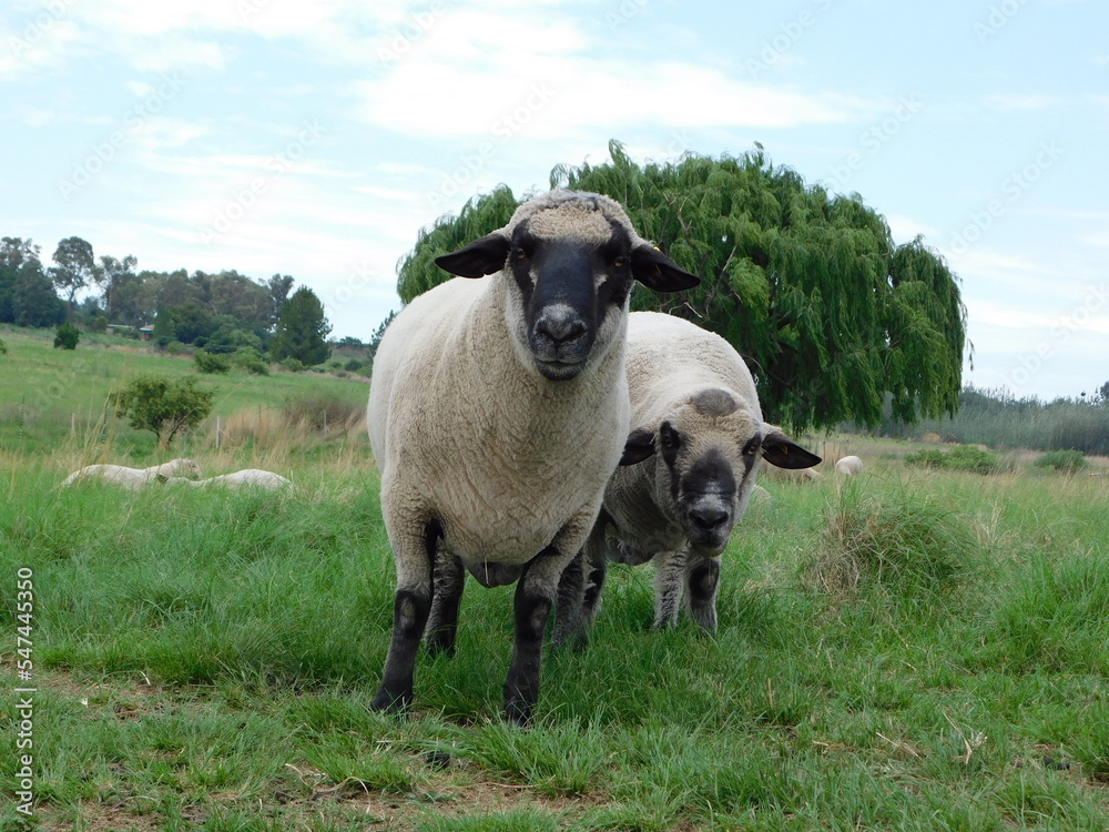 Closeup photograph of two Hampshire Down Ram Sheep grazing in a green grass field, side by side, next to each other, with both looking up a the camera, with a Willow Tree in the background Closeup photograph of two Hampshire Down Ram Sheep grazing in a green grass field, side by side, next to each other, with both looking up a the camera, with a Willow Tree in the background