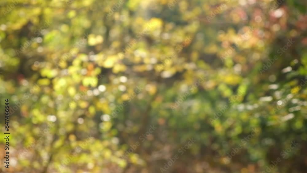 Drizzling rain in the autumn forest in sunny weather. Autumn mood. It's a sad autumn time. Drizzling rain in the autumn forest in sunny weather. Autumn mood. It's a sad autumn time.