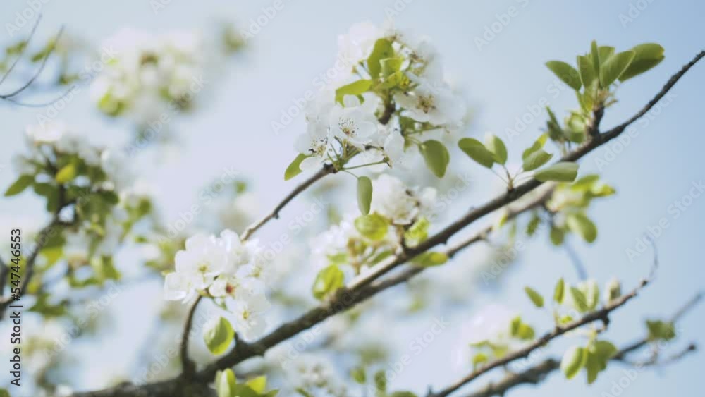 White Apple Flower Buds on a Branch slow motion. Flowering Bloom of Apple Tree Blossoming Flowers in Spring Garden. Spring Day and Blue Sky White Apple Flower Buds on a Branch slow motion. Flowering Bloom of Apple Tree Blossoming Flowers in Spring Garden. Spring Day and Blue Sky