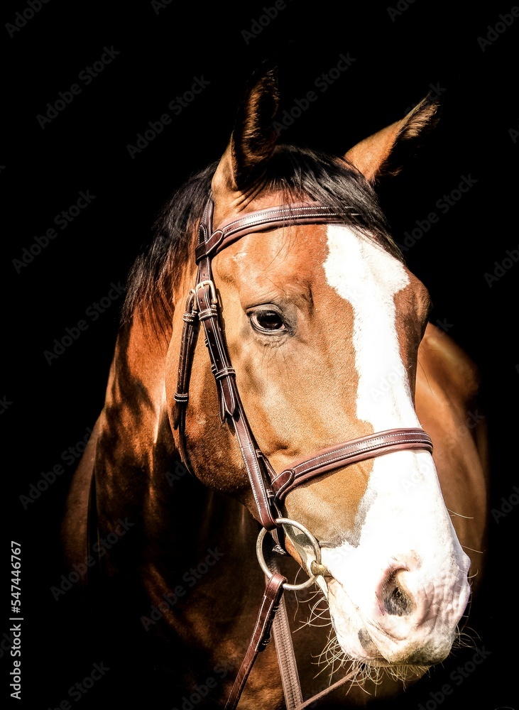 Obraz premium Horse deetails