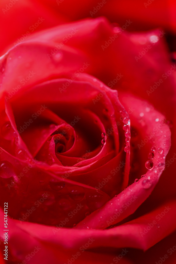 Fototapeta premium Pink rose flower with drops on the petals.