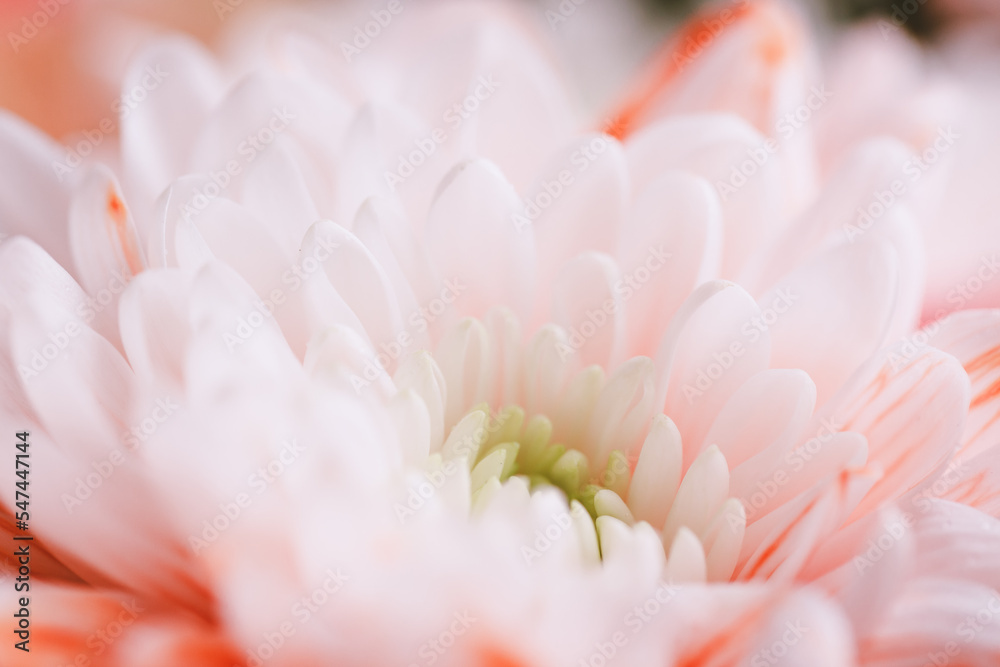 A white chrysanthemum flower. A white chrysanthemum flower.