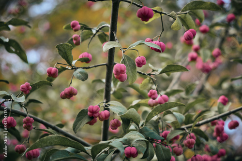Euonymus plant with fruits in a botanical garden
