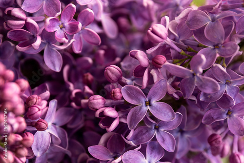 A blooming bush of purple lilac flowers.