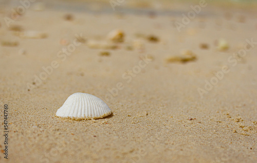 White shell on beige sand