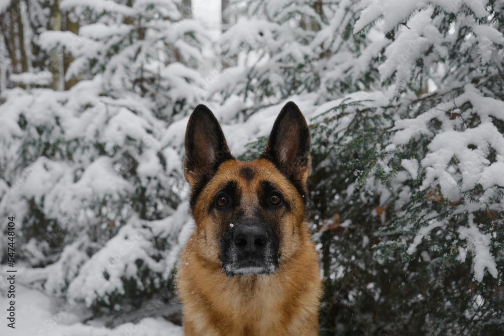 Christmas greeting card. Close-up portrait. Horizontal web banner. German shepherd in a snowy coniferous forest sits and looks ahead with serious face. Walking with dog during a snowfall.