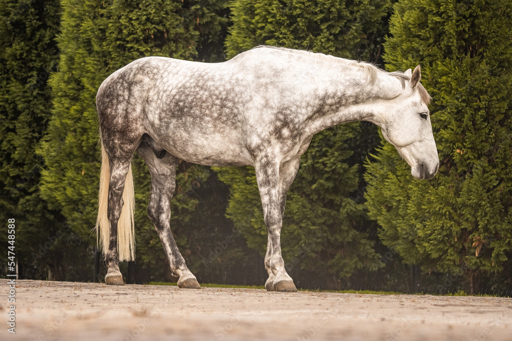 Obraz premium Horse