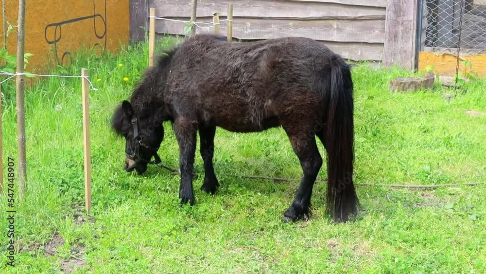 Pony grazes on green grass. Wildlife and green grass in summer. Free farm for pets. Pony grazes on green grass. Wildlife and green grass in summer. Free farm for pets.