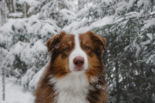Fototapeta Naklejka Na Ścianę i Meble -  Brown Australian Shepherd sits in winter in snowy coniferous forest among fir trees with serious thoughtful face. Charming dog on walk in park. Aussie red tricolor portrait closeup. Christmas card.