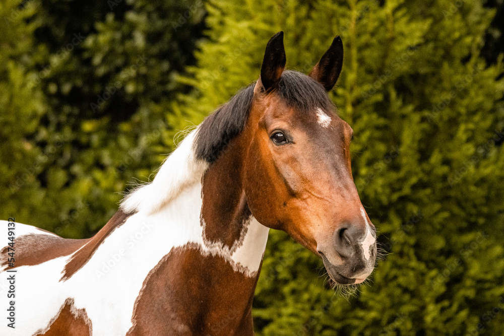 Fototapeta premium Horse