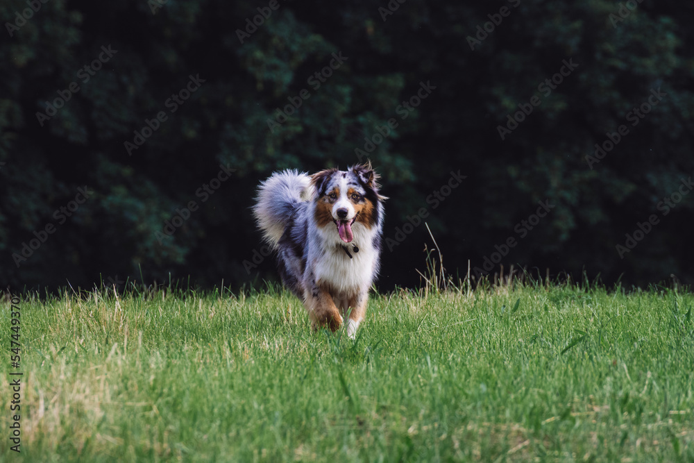 Happy dog running in meadow with a happy smiley face