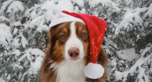 Fototapeta Naklejka Na Ścianę i Meble -  Concept pet celebrates holiday as people. Australian Shepherd dog wears red Santa hat on head and sits in snowy forest in winter. Christmas greeting card. Portrait of Aussie red tricolor close up.