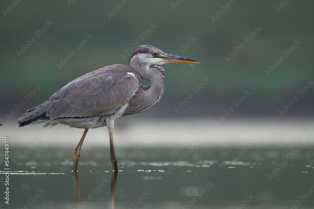 Bird Grey heron, gray heron Ardea cinerea bird on dark green background, hunting time Bird Grey heron, gray heron Ardea cinerea bird on dark green background, hunting time
