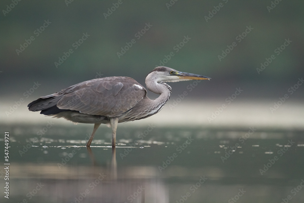 Fototapeta premium Bird Grey heron, gray heron Ardea cinerea bird on dark green background, hunting time