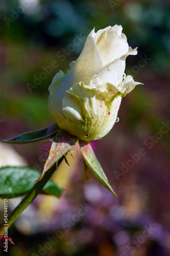 Close-up - a bud of a white unopened Rose, on which raindrops are visible.