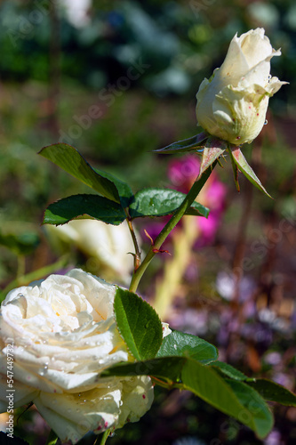 Close-up of two white roses after the rain. The picture was taken in the evening.