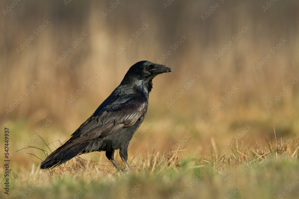 Bird beautiful raven Corvus corax North Poland Europe Bird beautiful raven Corvus corax North Poland Europe