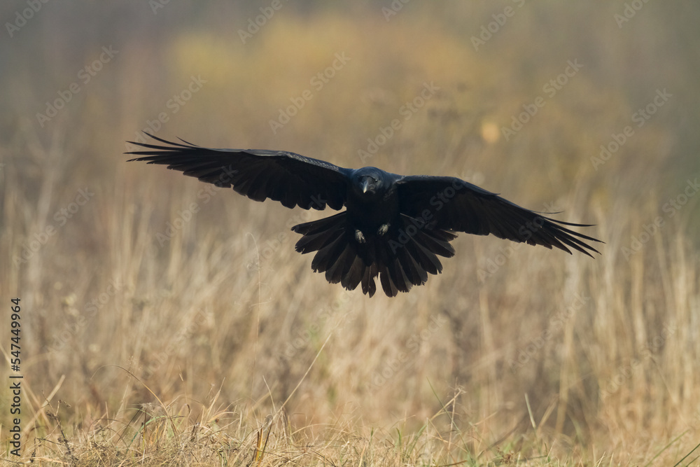 Obraz premium Bird beautiful raven Corvus corax North Poland Europe 