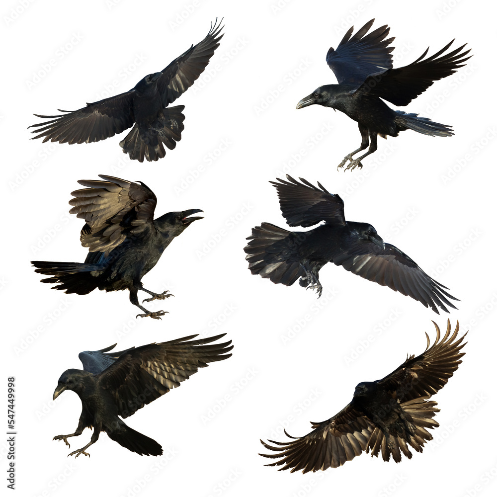 Fototapeta premium Birds flying ravens isolated on white background Corvus corax. Halloween - six birds, silhouette of a large black bird in flight cut out on a white background for use in graphic arts