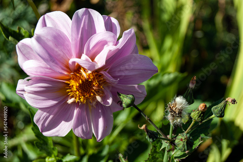Dahlia with pink petals and yellow stamens grows next to a grass similar to Dandelion.
