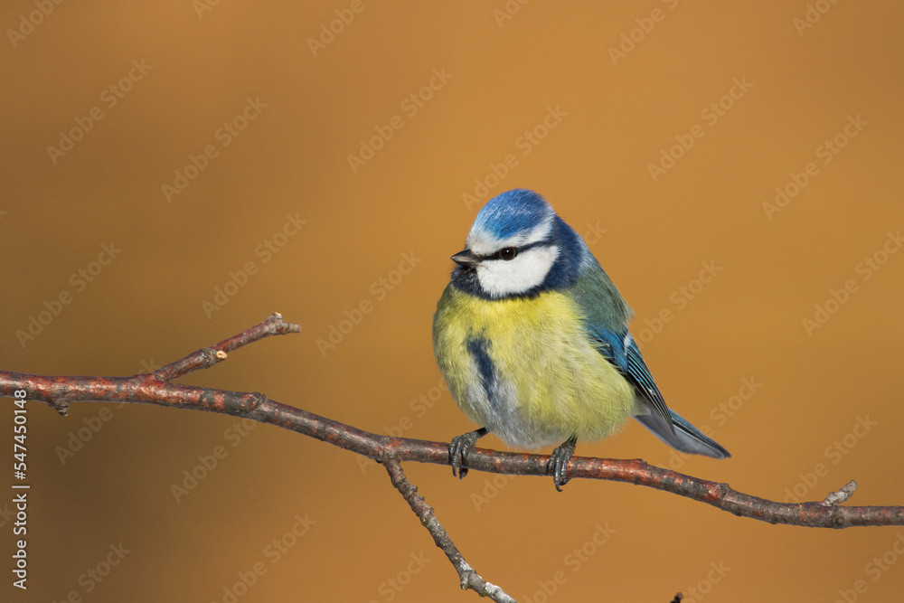 Fototapeta premium Bird - Blue Tit Cyanistes caeruleus perched on tree