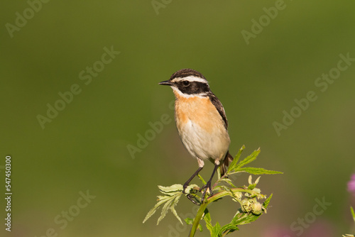 Bird Whinchat Saxicola rubetra - bird sitting on the weed, male, amazing background with warm light summer time Poland, Europe 