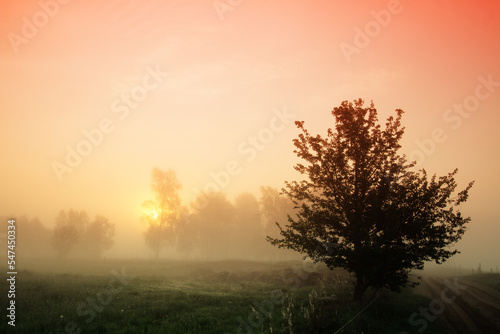 Landscape sunset in Narew river valley, Poland Europe, foggy misty meadows with willow trees, spring time © Marcin Perkowski