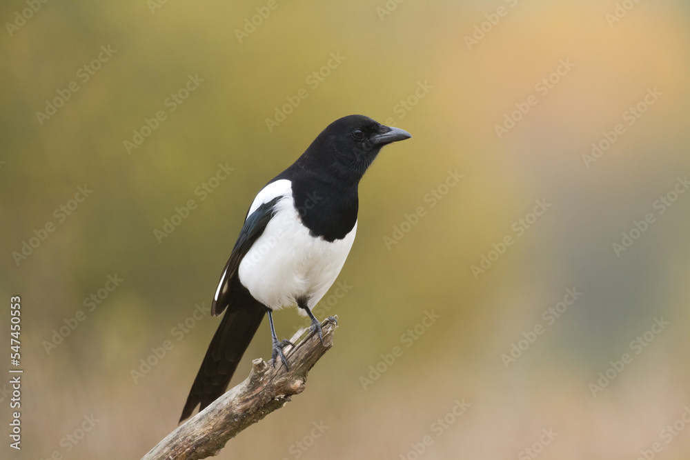 The Eurasian Magpie or Common Magpie or Pica pica on the branch with colorful background, winter time The Eurasian Magpie or Common Magpie or Pica pica on the branch with colorful background, winter time